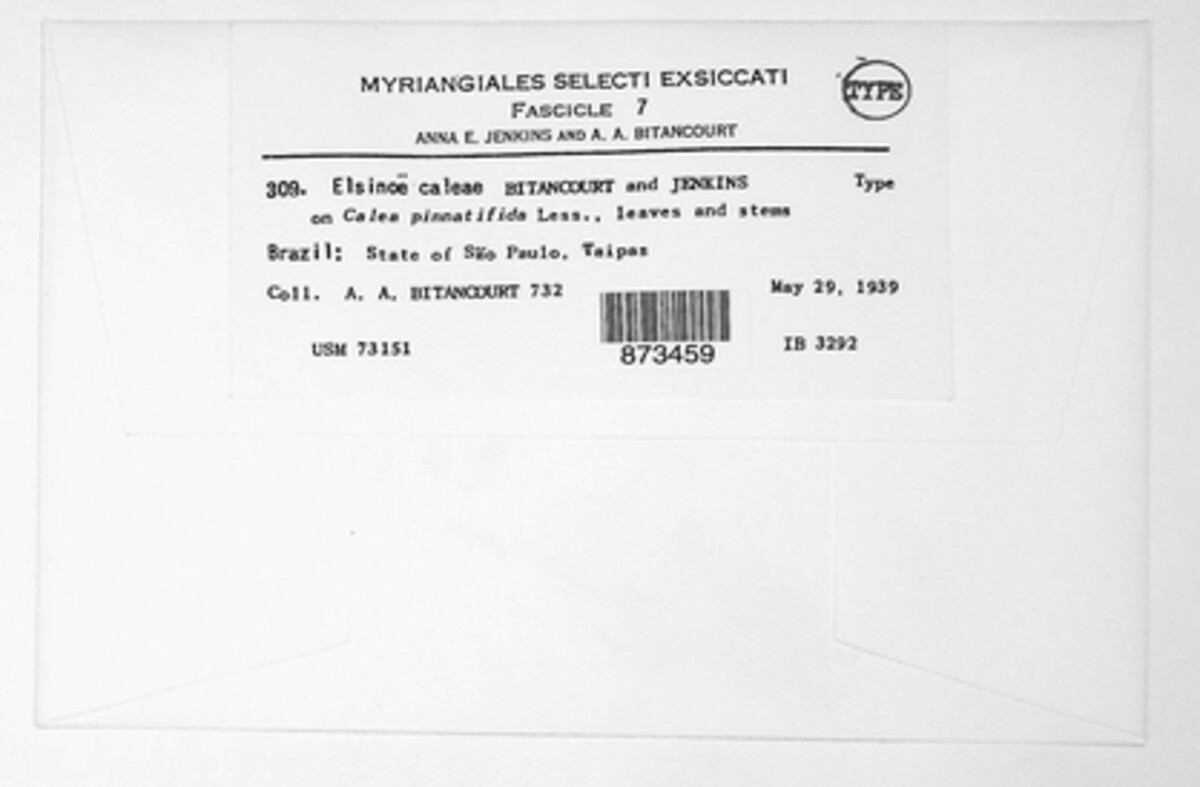 Elsinoe caleae image